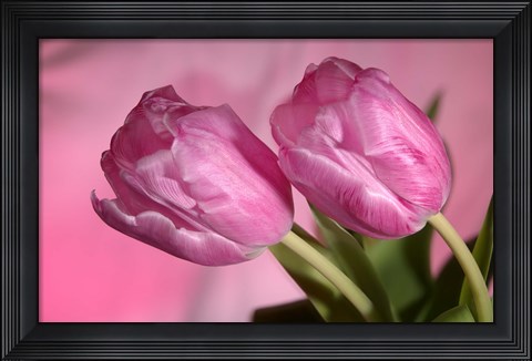 Framed Pink Tulip Duo Print