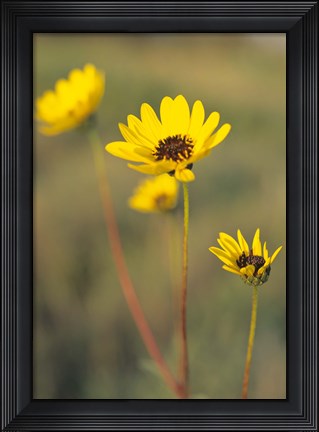 Framed Yellow Blooming Flower Trio Print