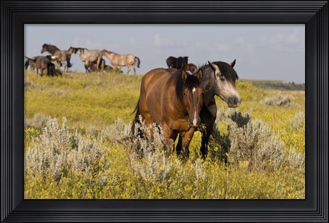 Framed Horses Grazing In Yellow And White Field II Print