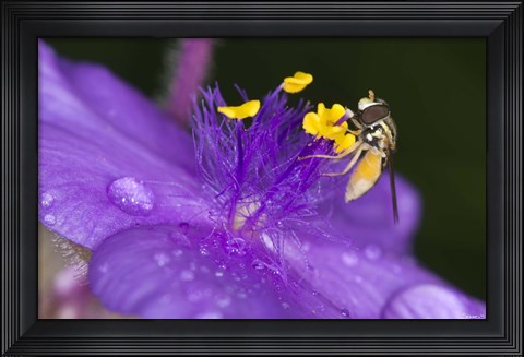 Framed Bee On Purple And Yellow Flower Print