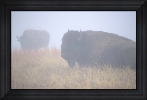 Framed Theodore Roosevelt National Park Buffalo Print