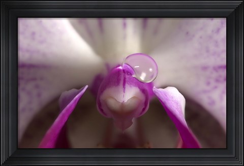 Framed Purple And White Spotted Flower With Raindrop Print