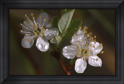 Framed Silver Flowers And Raindrops Print