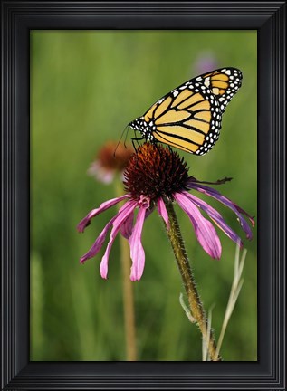 Framed Shades Of Nature Butterfly And Flower II Print