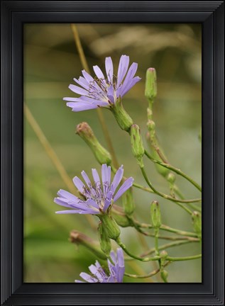 Framed Lavender Floral Blooms Print