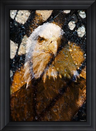 Framed American Bald Eagle I Print