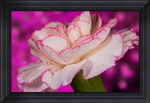 Framed Pink And White Carnation On Magenta II Print