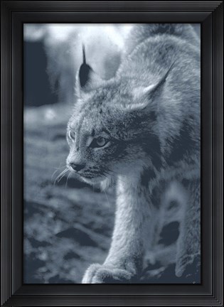 Framed Lynx Print