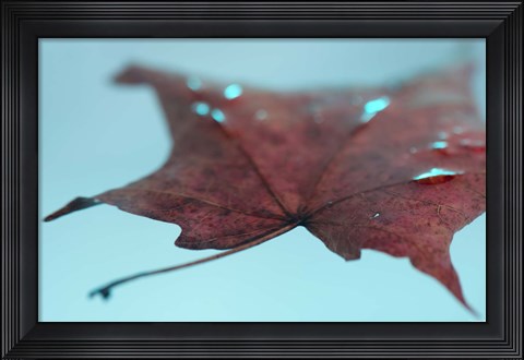 Framed Fall Leaf Floating Print