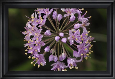 Framed Purple Buds Closeup Print