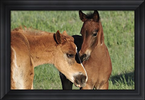 Framed Wildhorses 12 Print