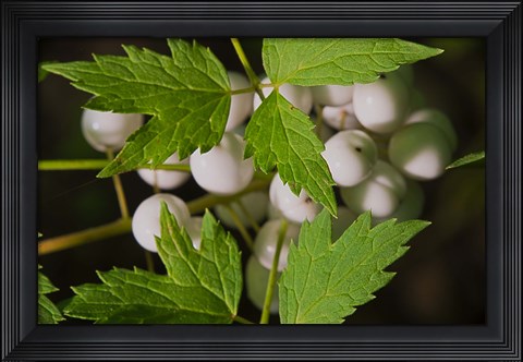 Framed Yellow And Pink Blooming Flower Print