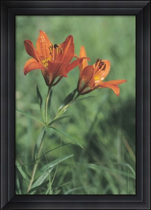 Framed Orange Tiger Lillies In Grass Print