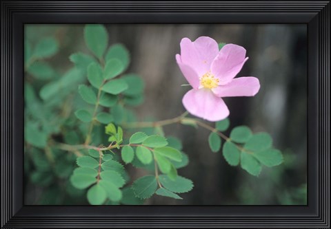 Framed Theodore Roosevelt National Park Flower 63 Print