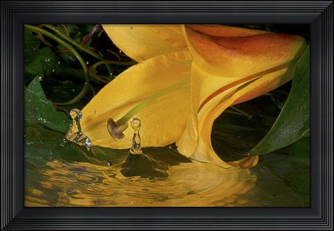 Framed Yellow Flower And Rippled Water Print