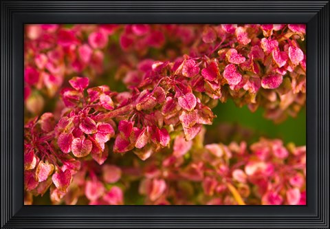 Framed Pink Leaves Clustered On Branch Print