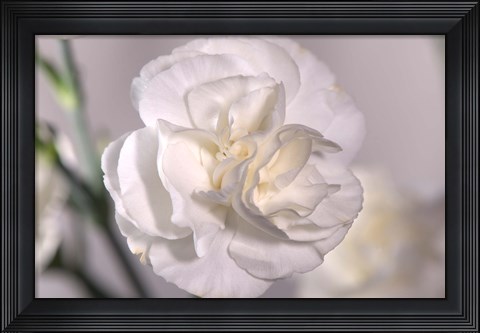 Framed White Flower And Stems Print