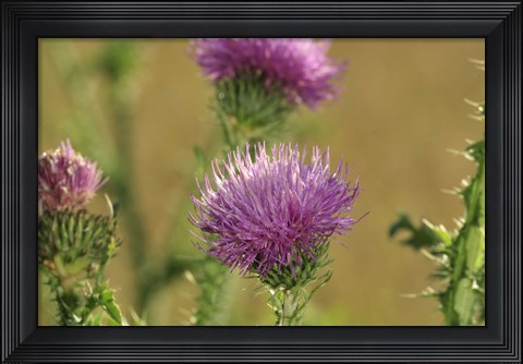 Framed Purple Blooms Print