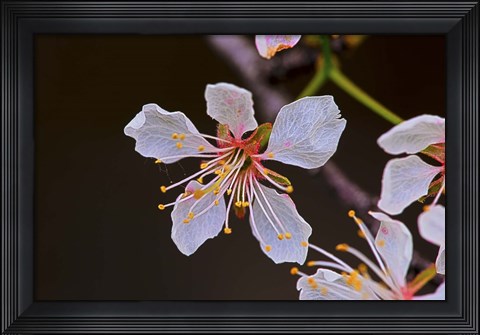 Framed White Flower And Petals Print