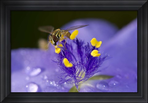 Framed Bee Resting On Purple And Yellow Flower Print