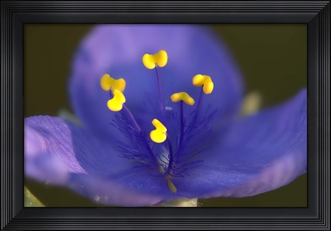 Framed Blue Flower With Yellow Stamen Print