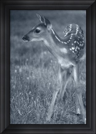 Framed Fawn 3 Print