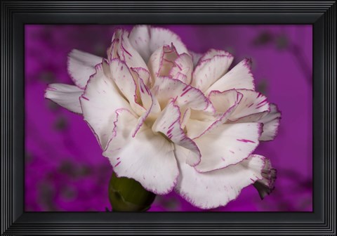 Framed Pink And White Carnation On Purple II Print