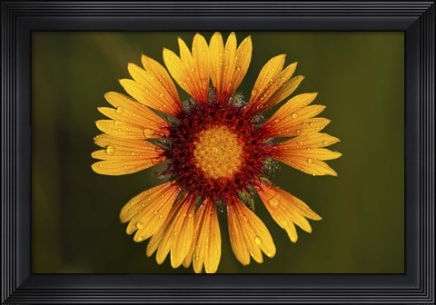 Framed Yellow Flower With Red Center Print