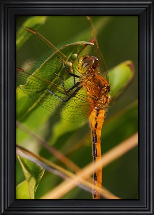 Framed Orange Dragonfly Under Green Leaf Print