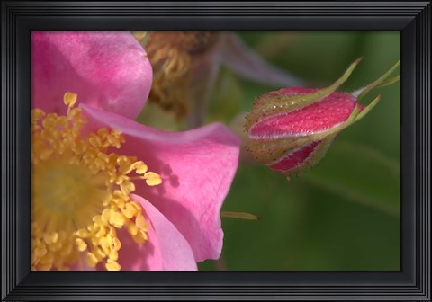Framed Pink And Yellow Flower And Bud Print