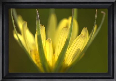 Framed Yellow Flower Petals On Green Print