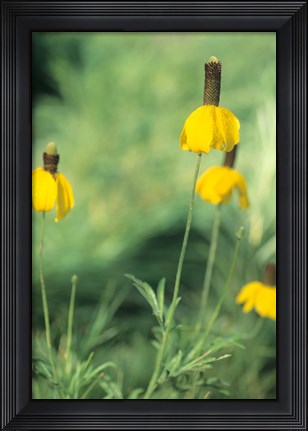 Framed Wild Yellow Flowers  In Grass I Print