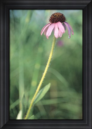 Framed Wild Pink Flower in Grass Print