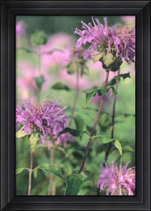 Framed Wild Pink Flower Trio Print