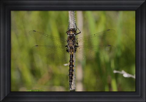 Framed Dragonfly Black And Yellow Print