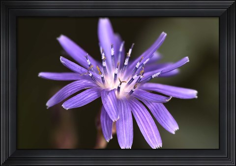 Framed Purple Flower Petals And Dew Closeup III Print