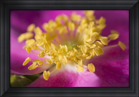 Framed Magenta And Yellow Flower Closeup Print