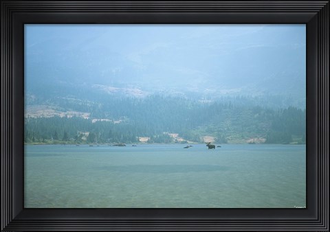 Framed Misty Lake Swim Print