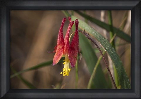 Framed Red And Yellow Flower Closeup Print