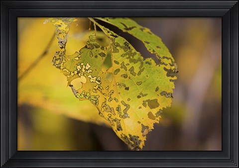 Framed Green And Yellow Leaf Print