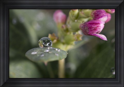 Framed Raindrop And Pink Flower Buds Print