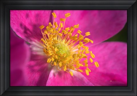 Framed Pink And Yellow Blooming Flower Closeup Print
