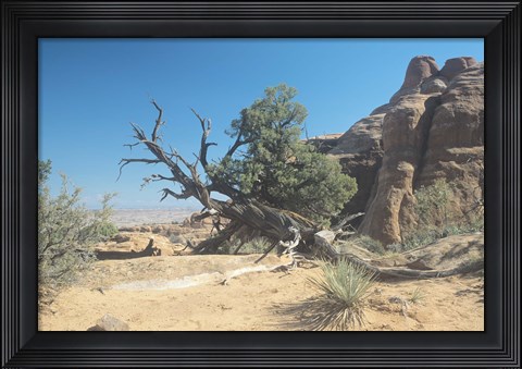 Framed Twisted Tree Under Blue Sky 20 Print