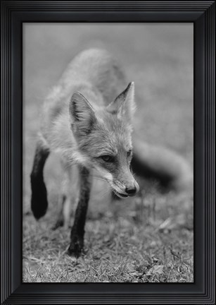 Framed Fox In Field Black And White I Print