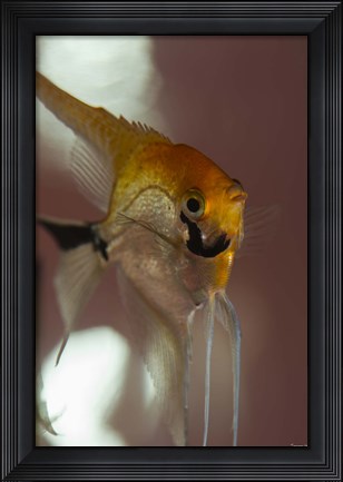 Framed Angel Fish VIII Print