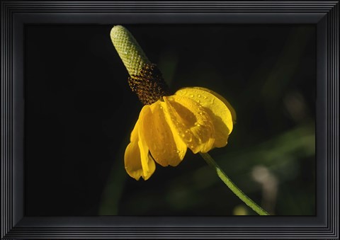 Framed Shades Of Nature Yellow Flower Green Center Print
