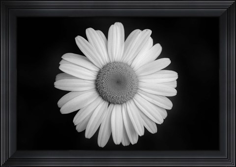 Framed Gerber Daisy On Black Print