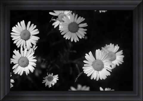 Framed Gerber Daisies On Black Print