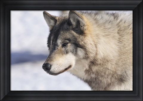 Framed Zoo Wolf 10 Print
