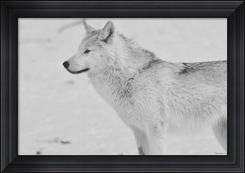 Framed White Wolf 2 Print